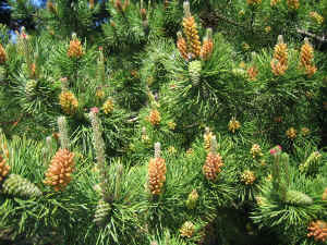 allover-pine.jpg (845935 bytes)