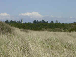 beach_grass_lighthouse.jpg (285012 bytes)