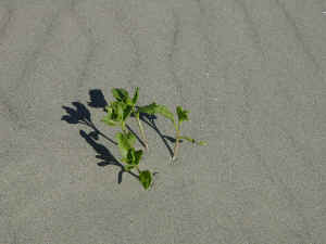 beach_plant.jpg (367938 bytes)