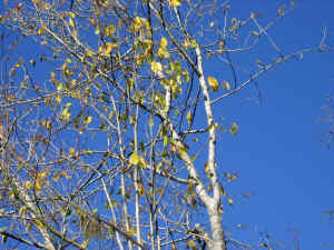 bluesky_yellowleaves.jpg (571637 bytes)