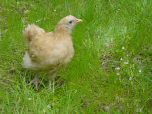 chicken_grass.jpg (388361 bytes)