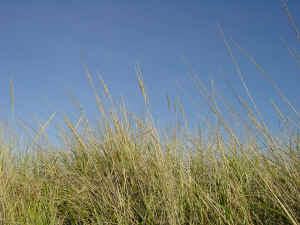 grass_sky.jpg (351188 bytes)