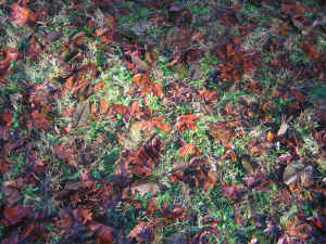 leaves.jpg (421940 bytes)