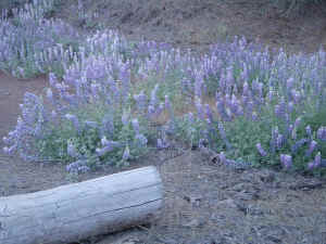 wildflowers3.jpg (446239 bytes)