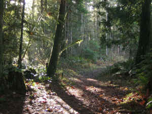 rainforest.jpg (353137 bytes)