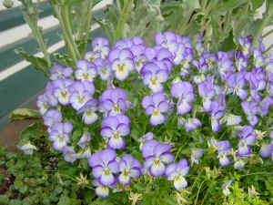 violas02.jpg (341244 bytes)