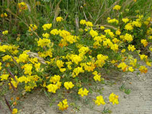 yellow_flowers.jpg (424556 bytes)